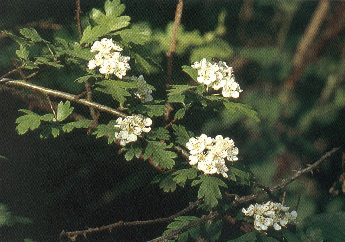  Image name: Biancospino3.jpg 
 width: 1200 pixel 
 height: 840 pixel 
 Size: 257365 bytes 
 Click to enlarge 